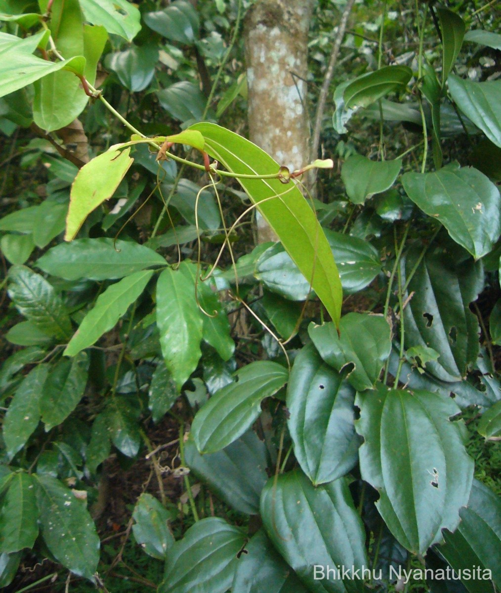 Smilax perfoliata Lour.